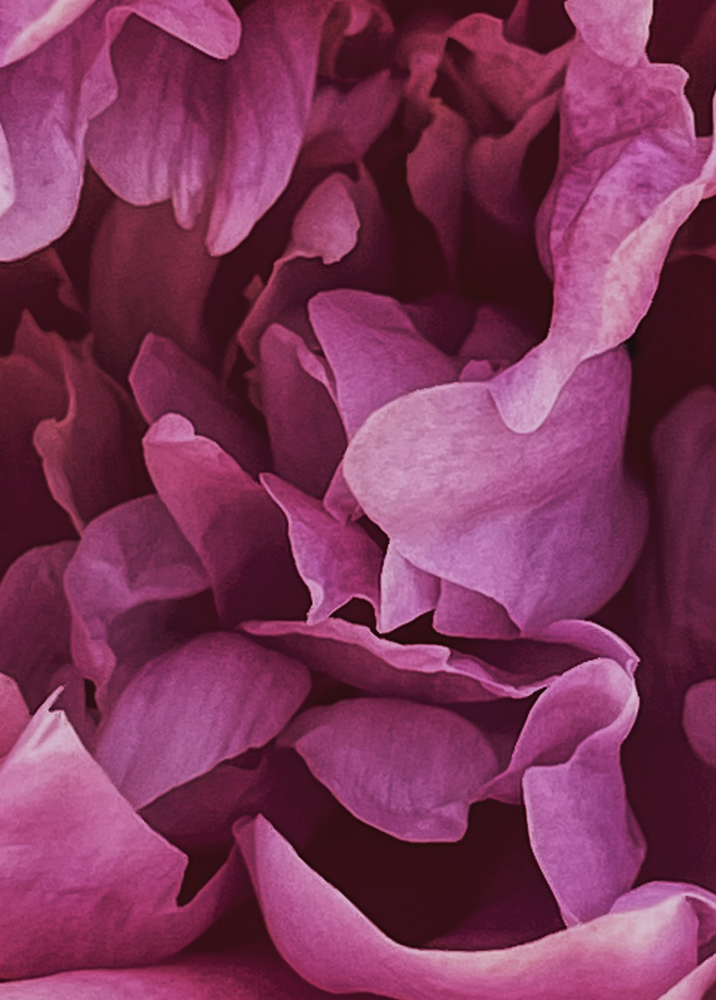 social media content Goirle MELT Media